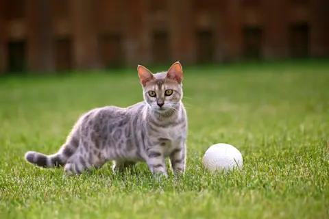 What Cat Breeds Play Fetch