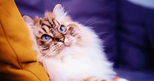 What Cat Breeds Talk a Lot