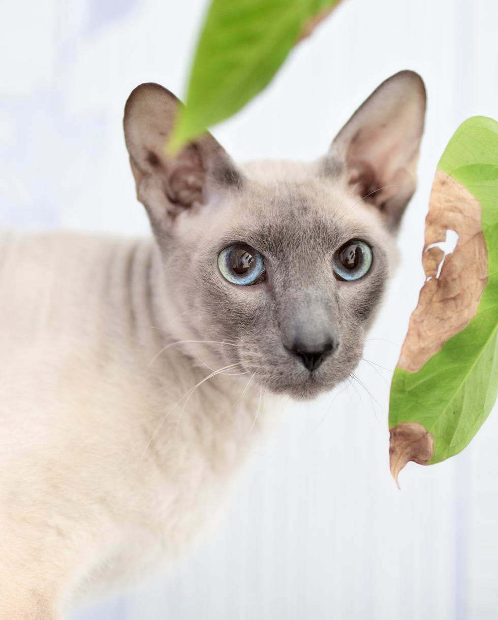 What Cat Breeds to Avoid If Allergic