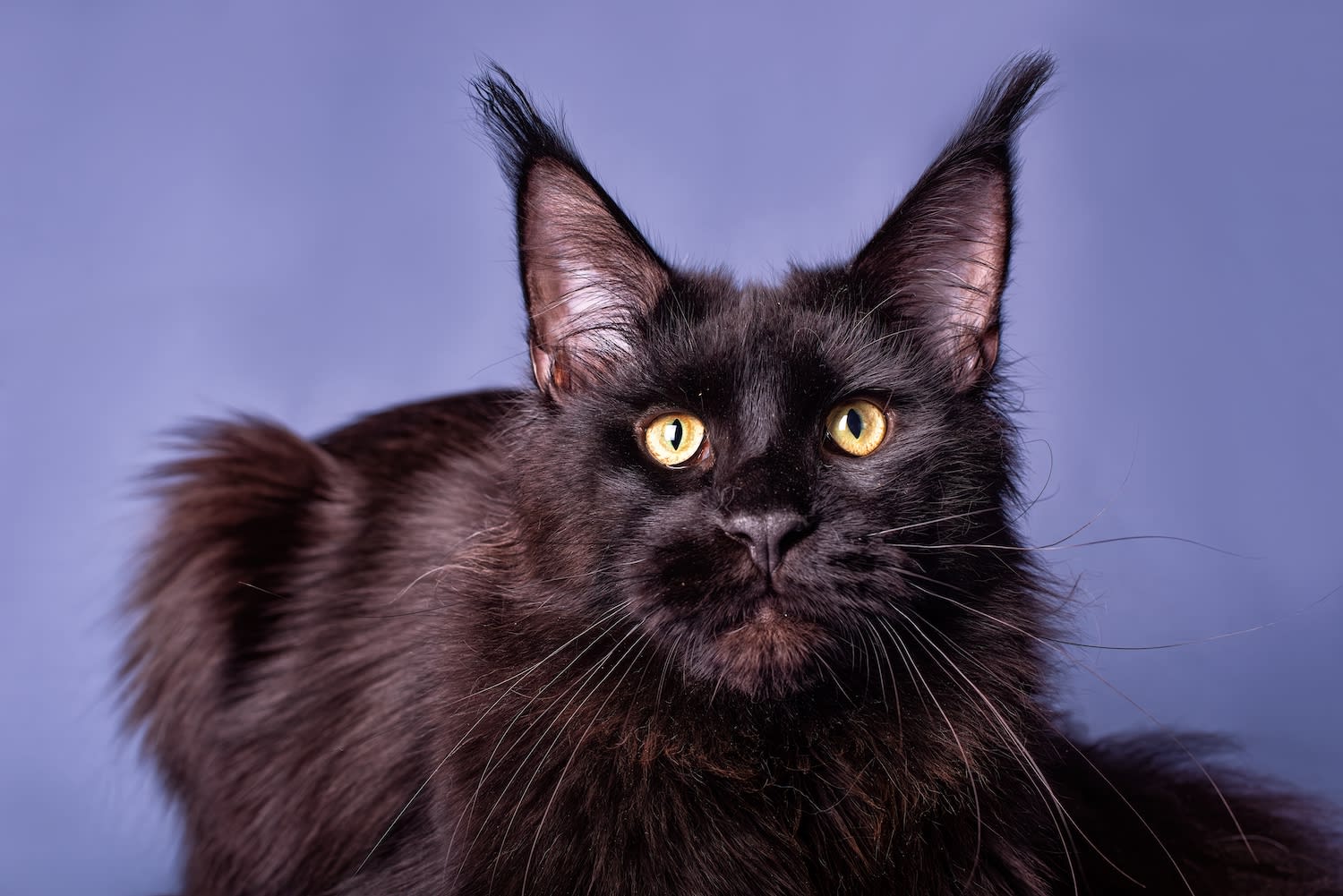 What Cat Breeds Will Walk on a Leash: Top Friendly Breeds Revealed