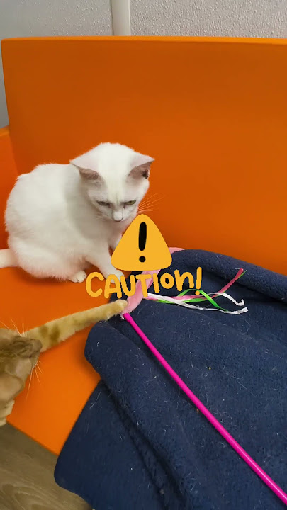 What Cat Toys are Safe to Leave Out