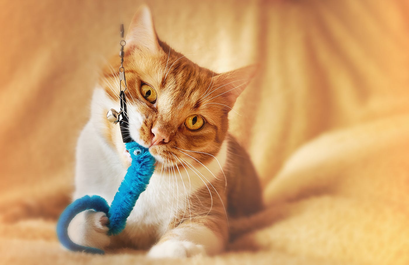 What Color Toy is Best for Cats