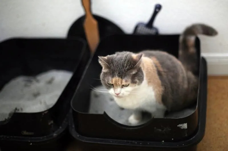 What Do You Do If Your Cat Isnt Potty Trained