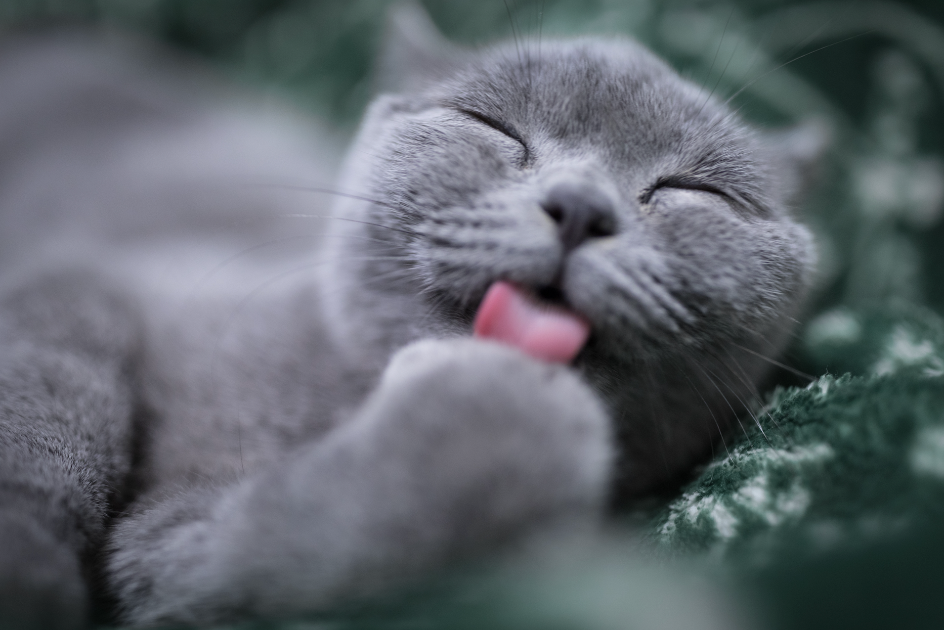What Does Excessive Grooming in Cats Mean: Signs & Solutions