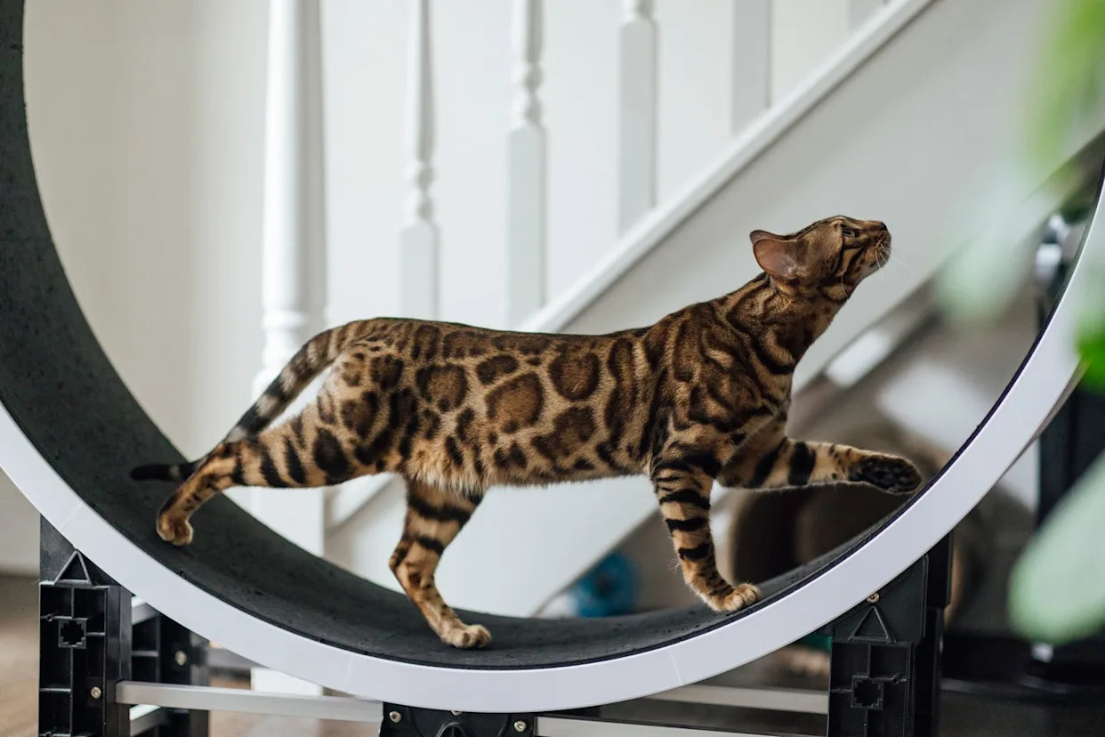 What Does It Mean the Largest Naturally Breeding Big Cats: Untamed Giants Explored