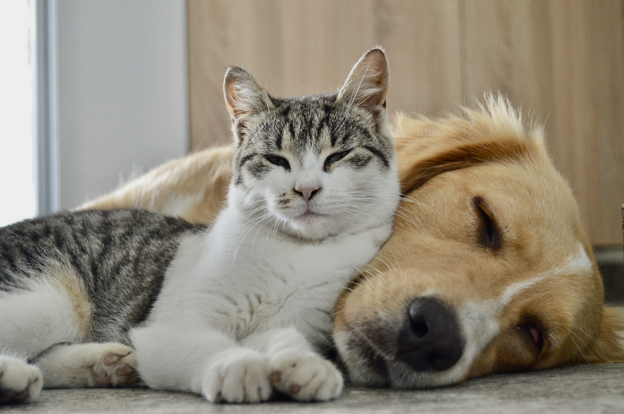 What Does It Mean When a Cat Grooms a Dog: Surprising Insights