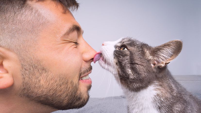 What Does It Mean When a Cat Grooms Humans