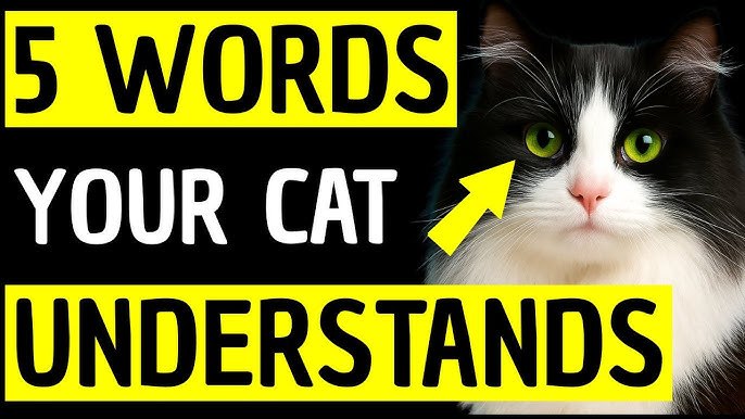 What Does It Mean When a Cat Stops Grooming Itself