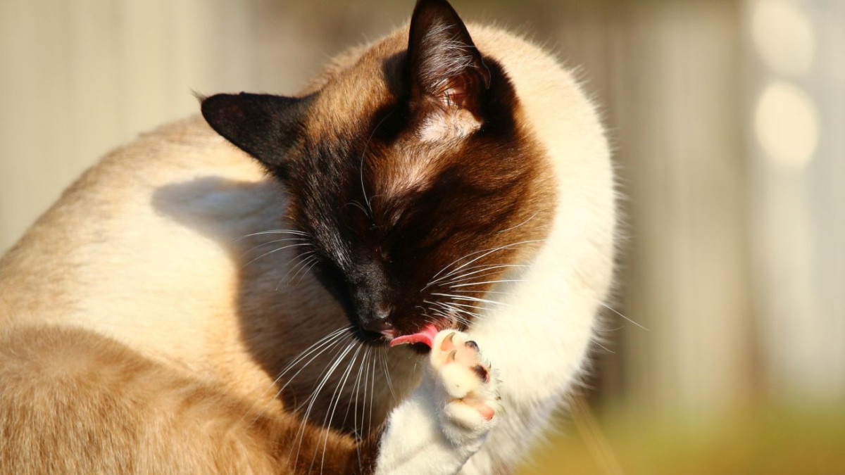 What Does It Mean When Cats Groom Themselves