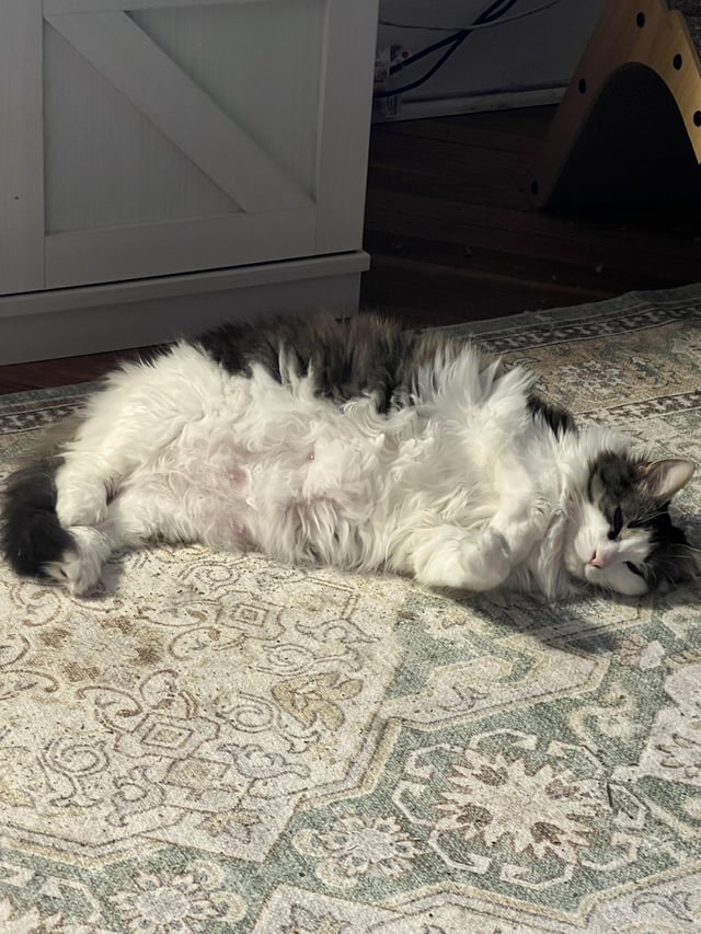 What Does Over Grooming in Cats Look Like