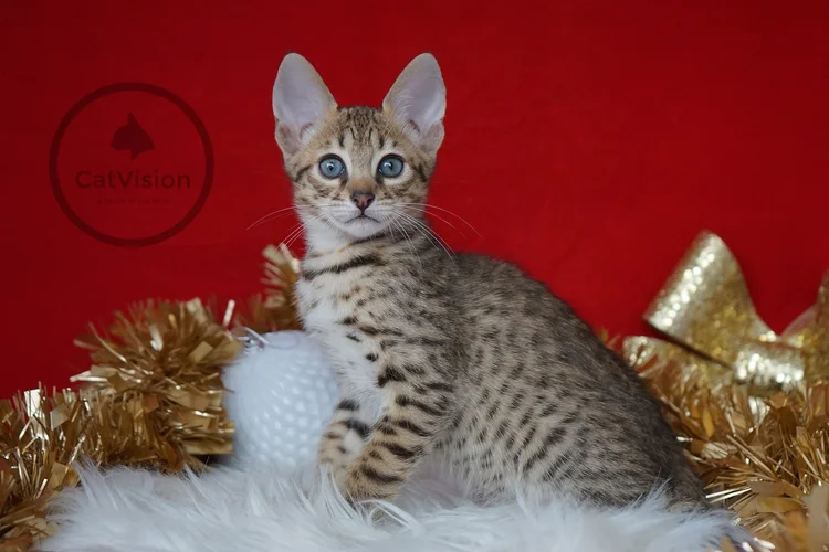 What Does Pk Mean in Breeding Cats: Essential Guide Revealed