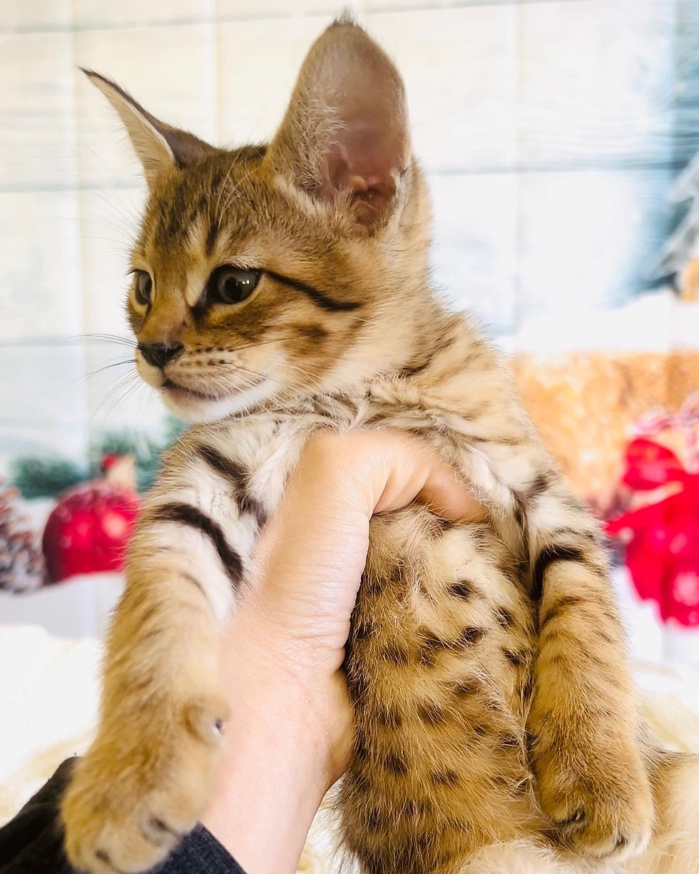 What Does Sbt Mean in Cat Breeding: Unveiling Key Insights