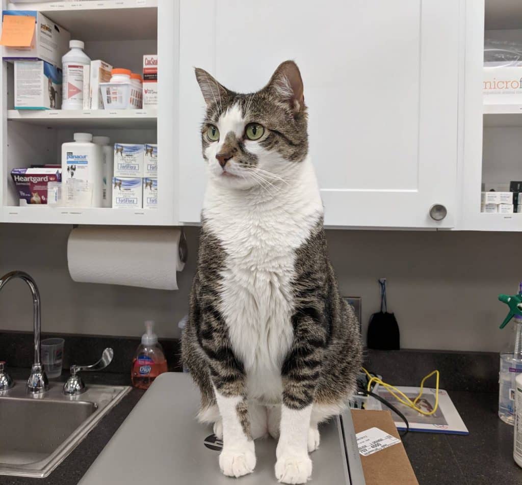What Does the Drug Cat Do to Your Health