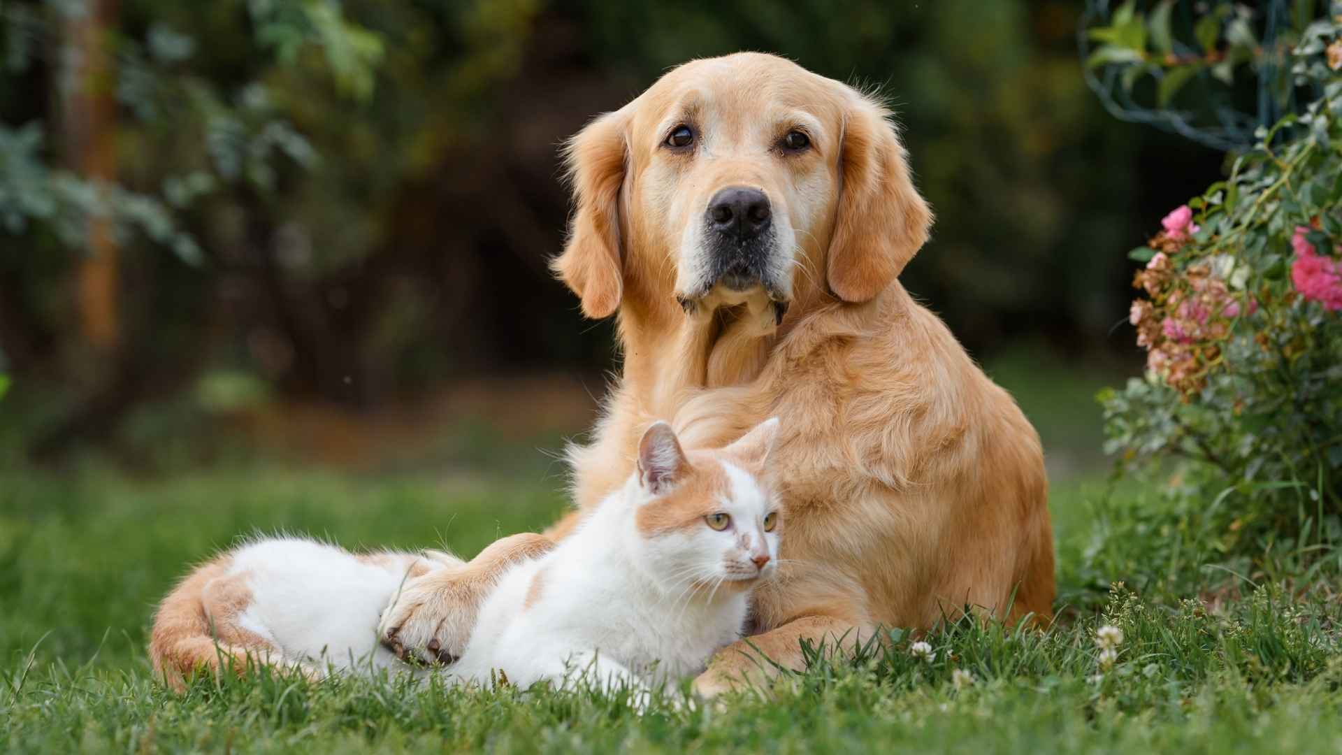 What Dog And Cat Breeds Get Along: Top Friendly Pairs Revealed