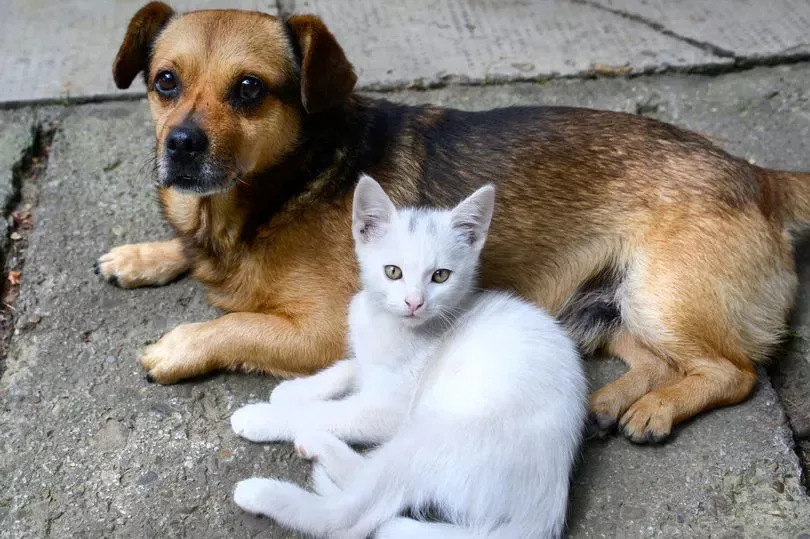 What Dog Breeds are Bad With Cats