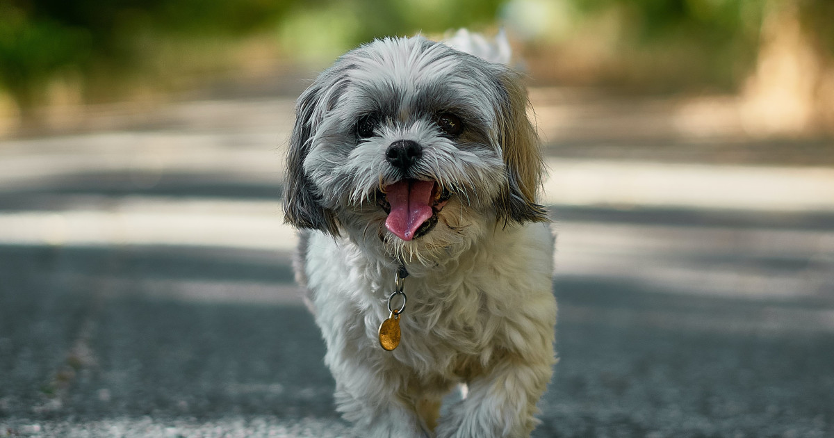 What Dog Breeds are Good With Kids And Cats