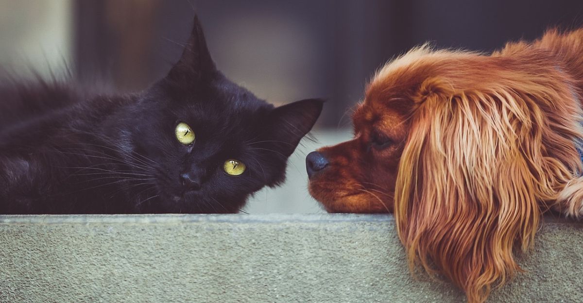 What Dog Breeds Do Best With Cats