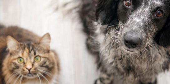 What Dog Breeds Get along Well With Cats