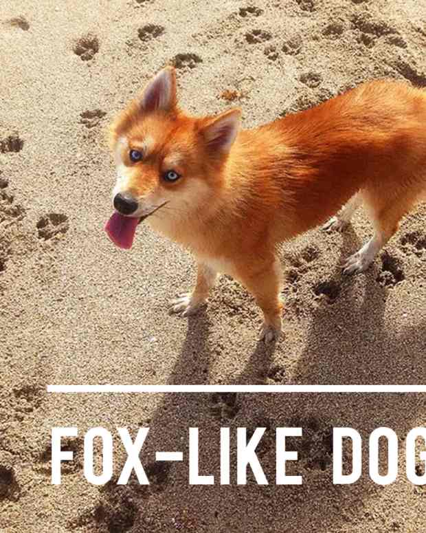 What Dog Breeds Hate Cats