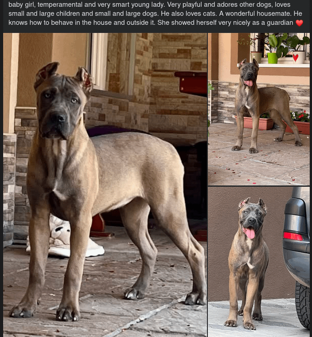 What Dog Breeds Like to Eat Cats