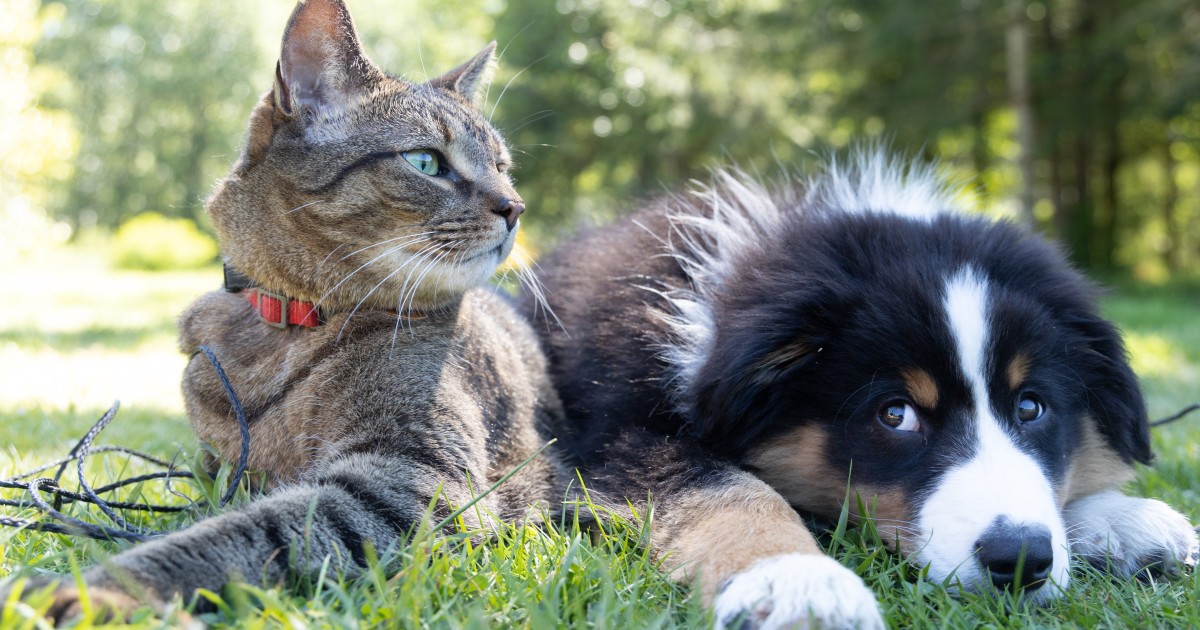 What Dogs Breeds are Good With Cats