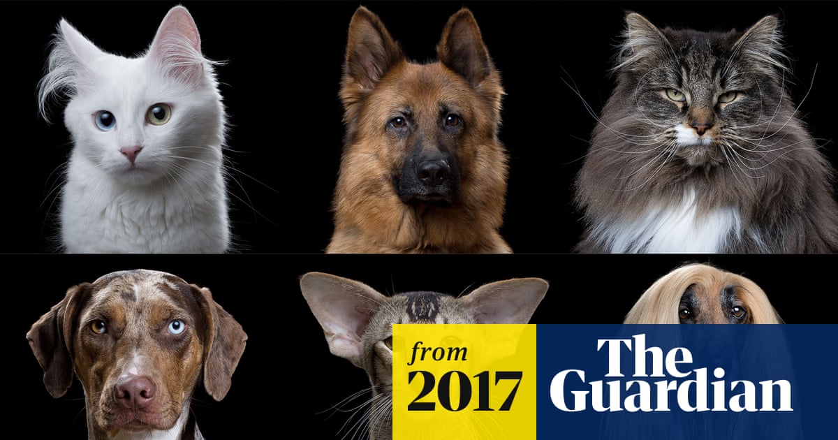 What Explains All the Different Breeds of Dogs And Cats