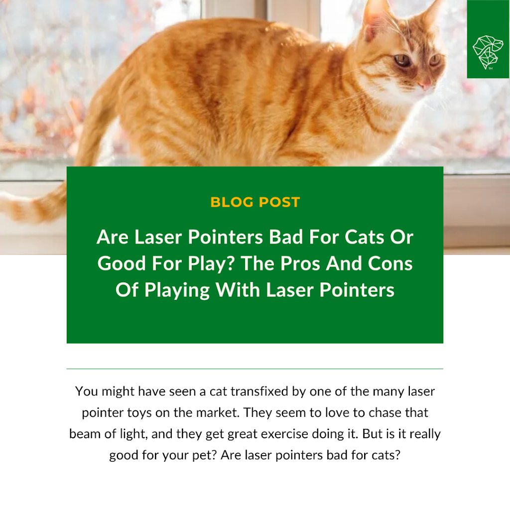 What Happened to Bad Cat Toys: Shocking Truth Revealed!