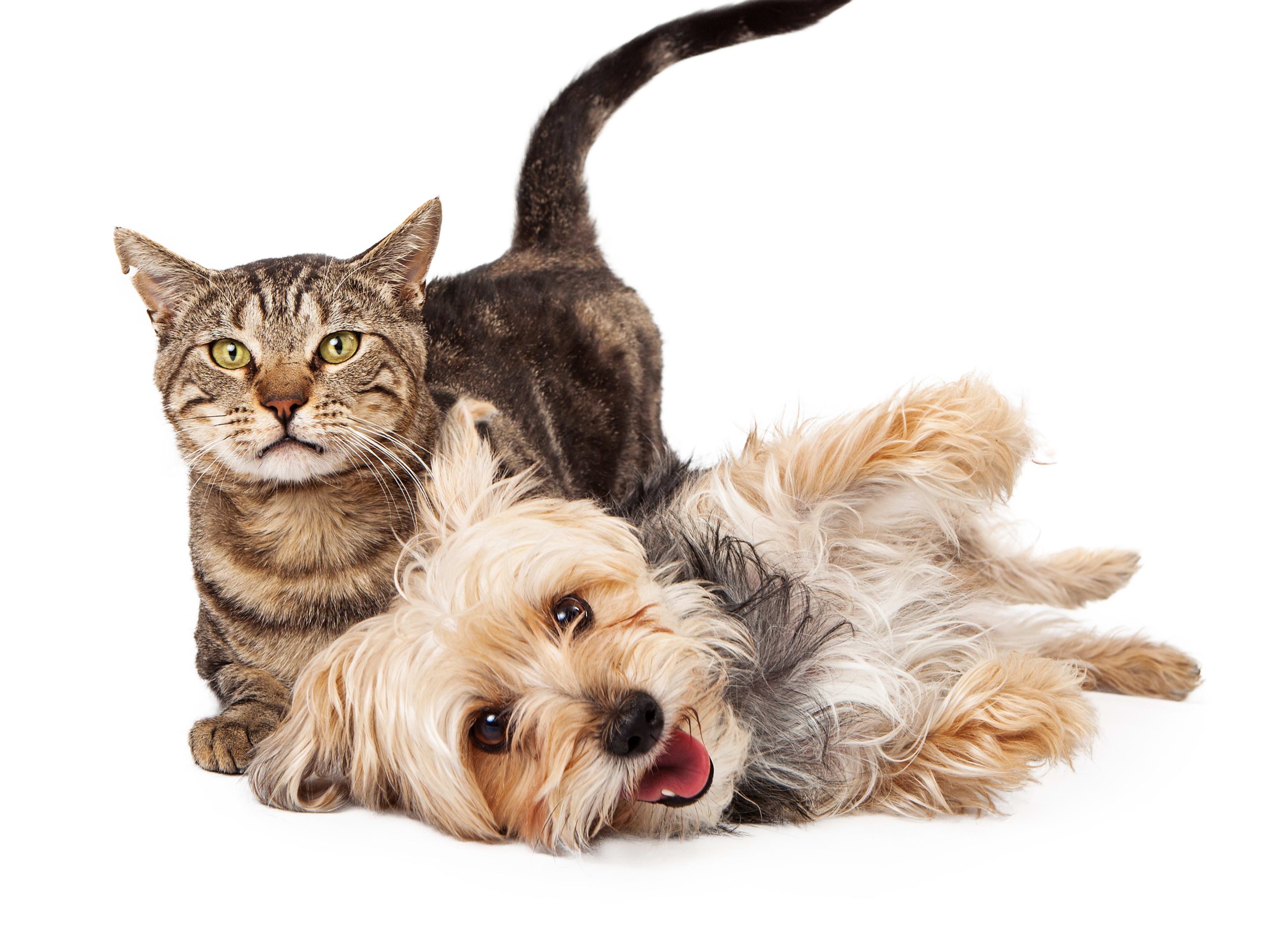 What Happens If a Cat Breeds With a Dog: Myth vs. Reality Explained