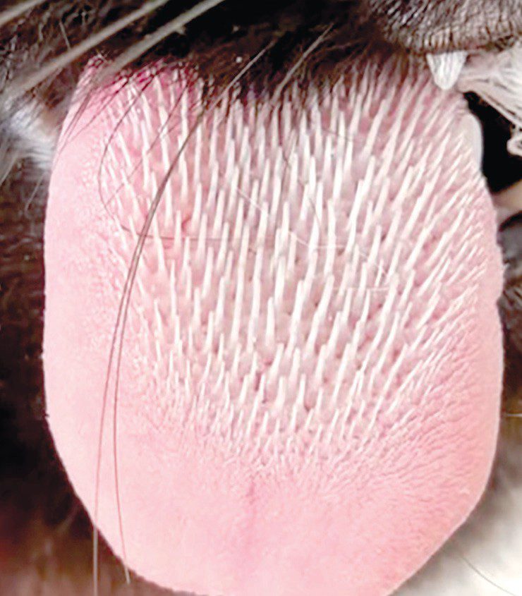 What Happens If You Groom a Cat Tongue: Surprising Facts Revealed