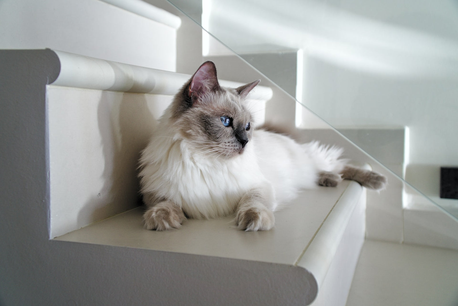 What Health Issues are Ragdoll Cats Prone to