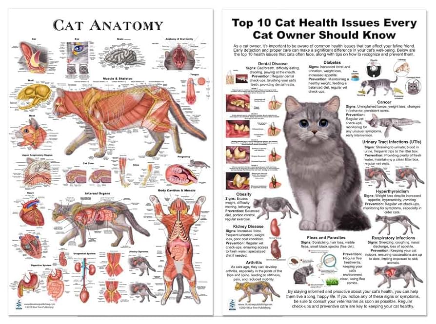 What Health Issues Can an Indoor Cats Have