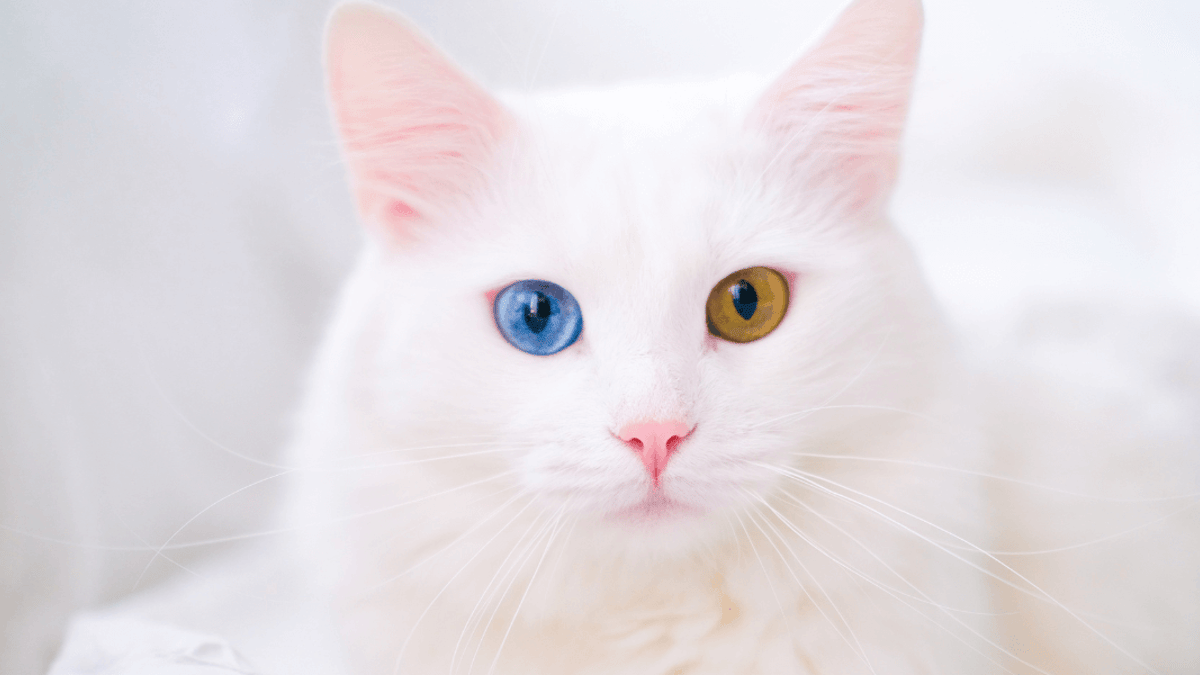 What Health Issues Could Blue Eyed Cats Have