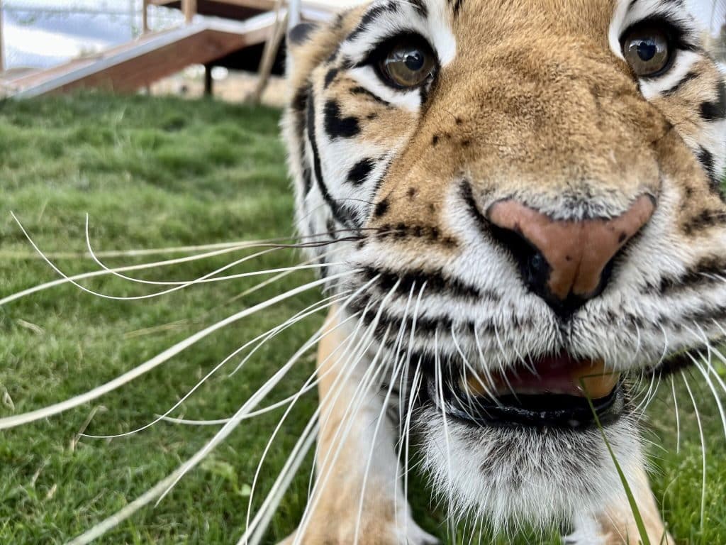 What Health Issues Do Big Cats Face
