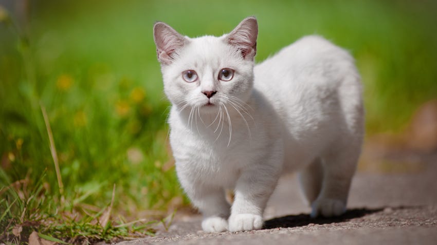 What Health Issues Do Munchkin Cats Have: Essential Facts Revealed