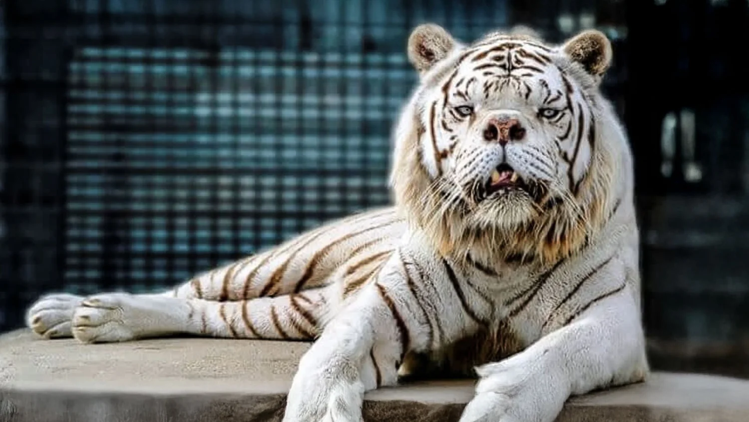 What Health Problems Do Big Cats Face: Shocking Risks Revealed