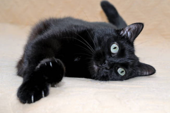 What Health Problems Do Bombay Cats Have