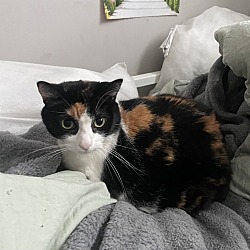 What Health Problems Do Male Calico Cats Have