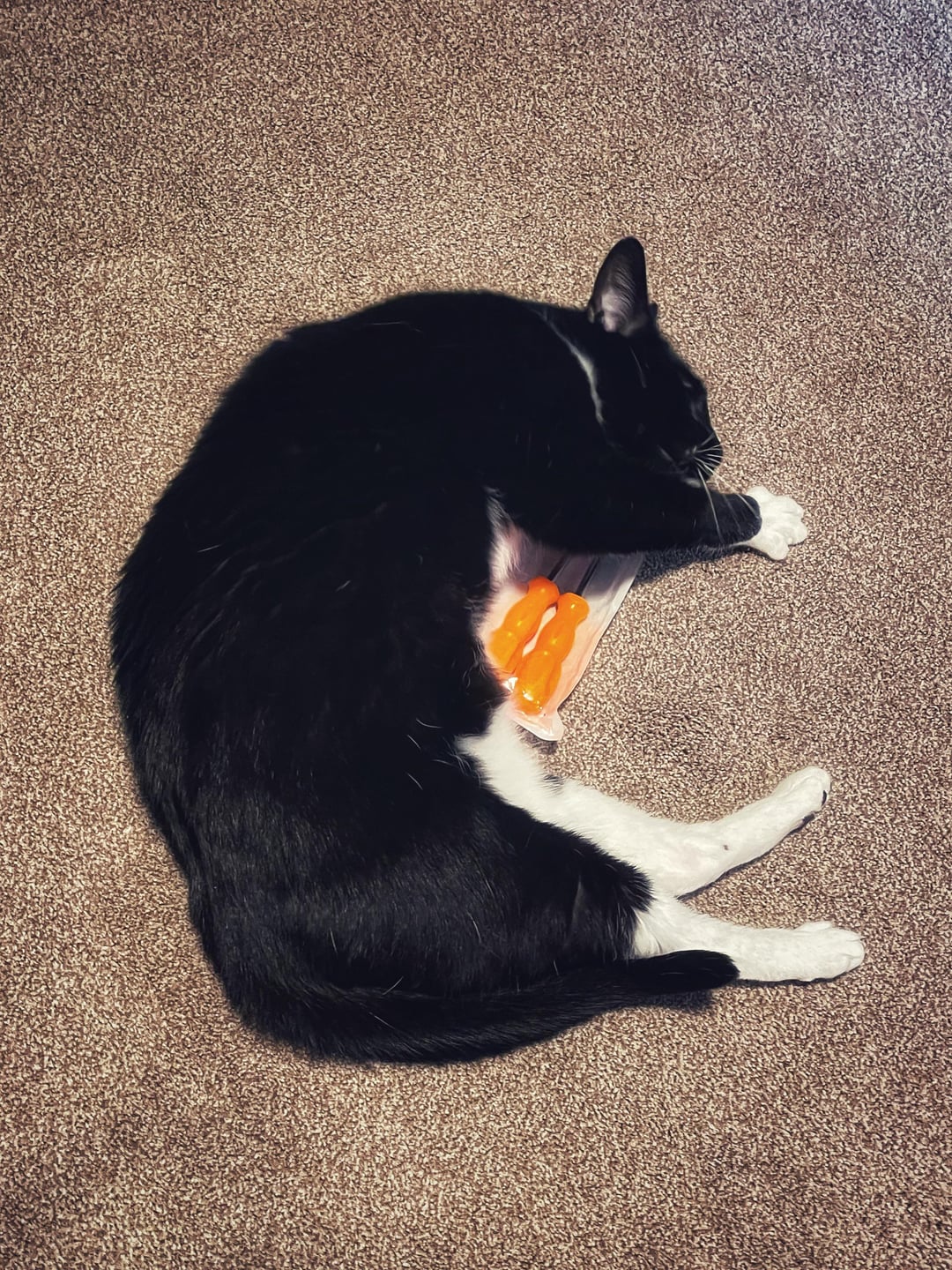 What is a Cats Favorite Toy