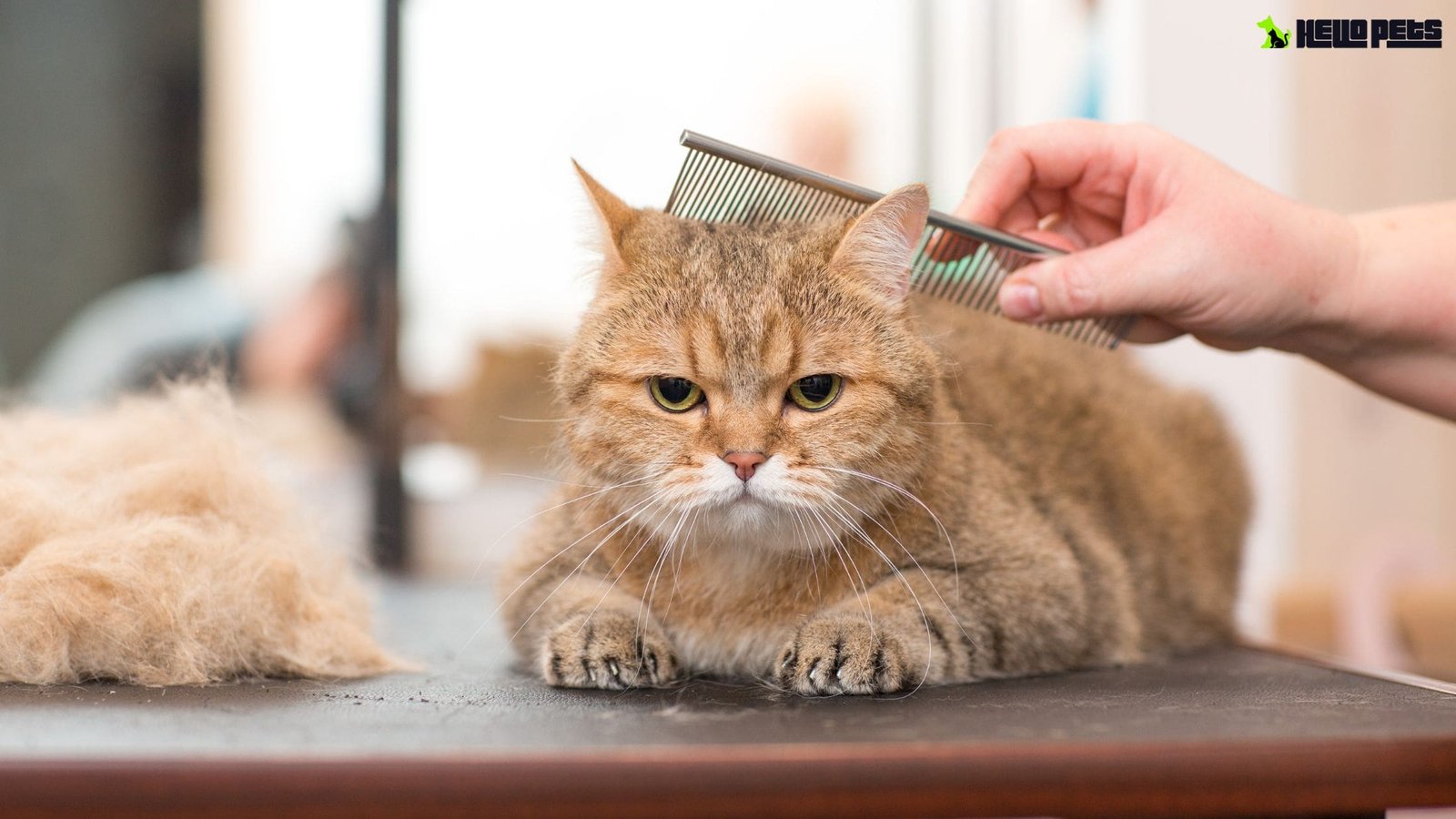 What is Cat Grooming: Essential Tips for a Happy, Healthy Cat