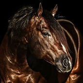 What is Cat Ichi Breeding Fee for 2019