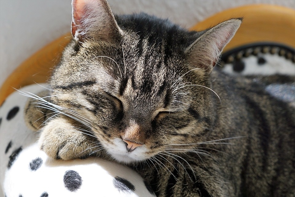 What is Cats Mental Health: Essential Insights for Happy Pets