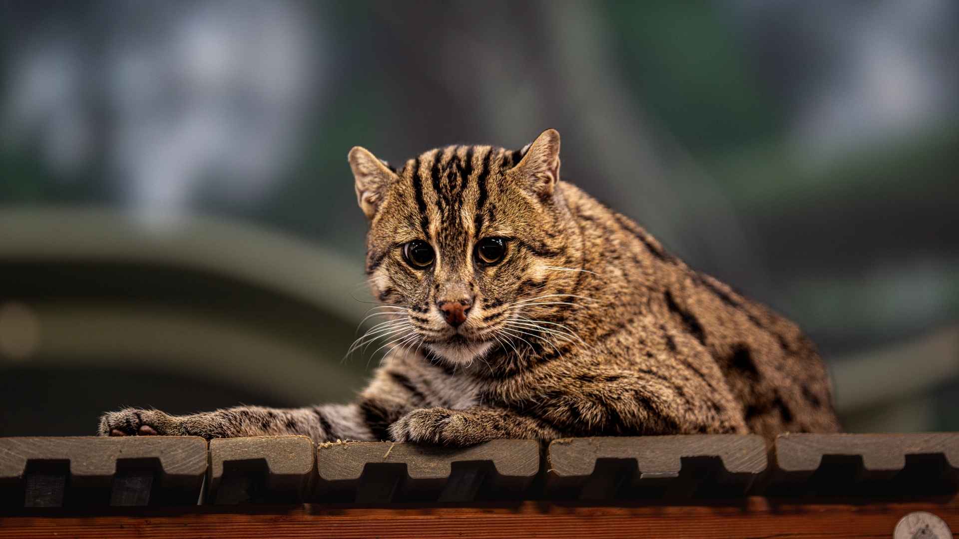 What is Exotic Cat Breeds