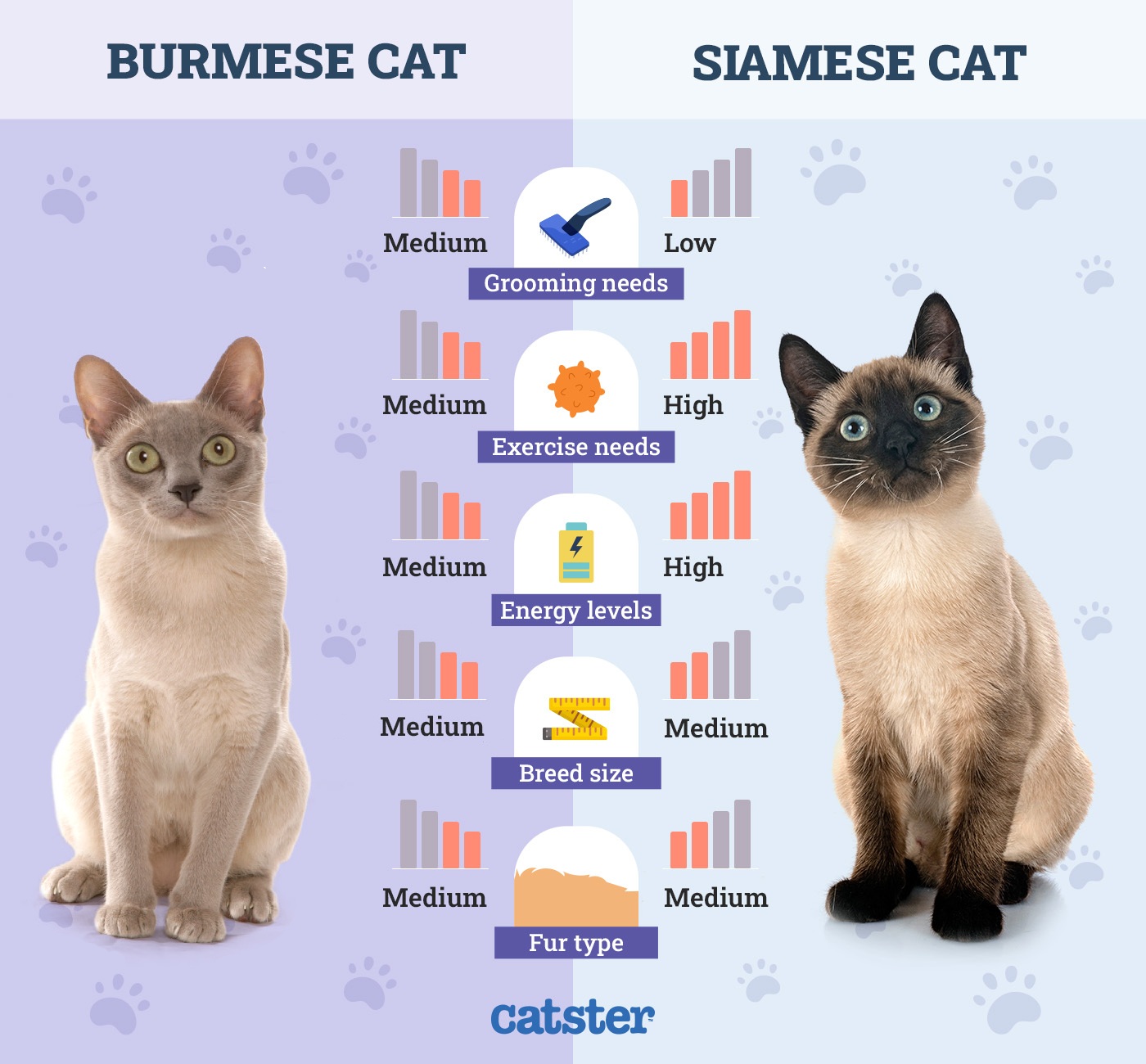 What is Snub-Nosed Cat Breeds Include Burmese: Unique Feline Charm