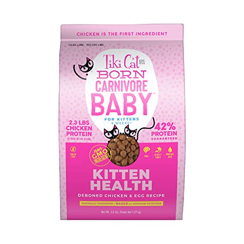 What is the Best Cat Food for Kittens