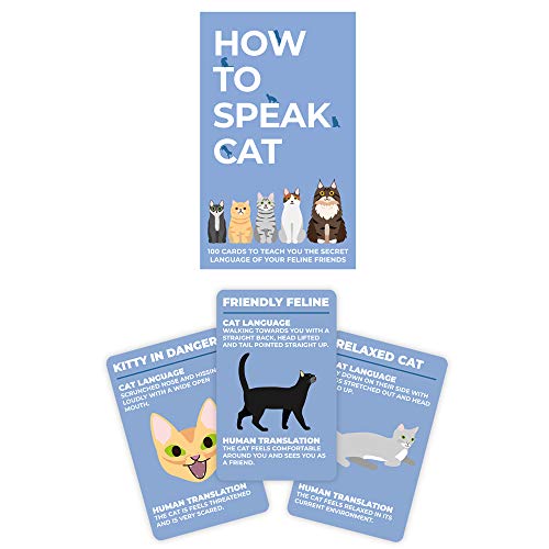 What is the Best Cat to Get