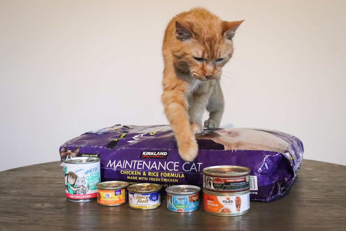 What is the Best Food for Adult Cats