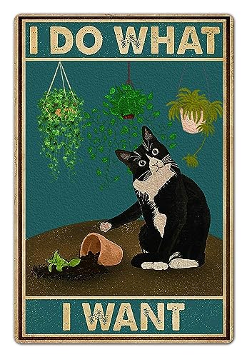 What is the Best House Cat