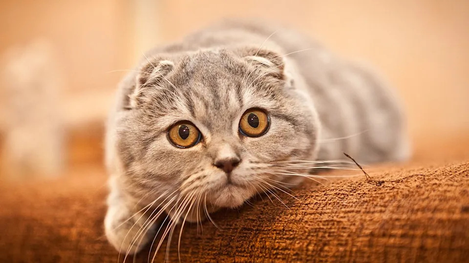 What is the Breeds of Cats Taylor Swift Has: Fascinating Facts Revealed