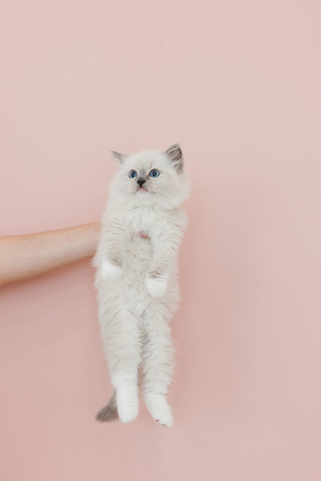 What is the Genotype of a True-Breeding Long-Furred Cat