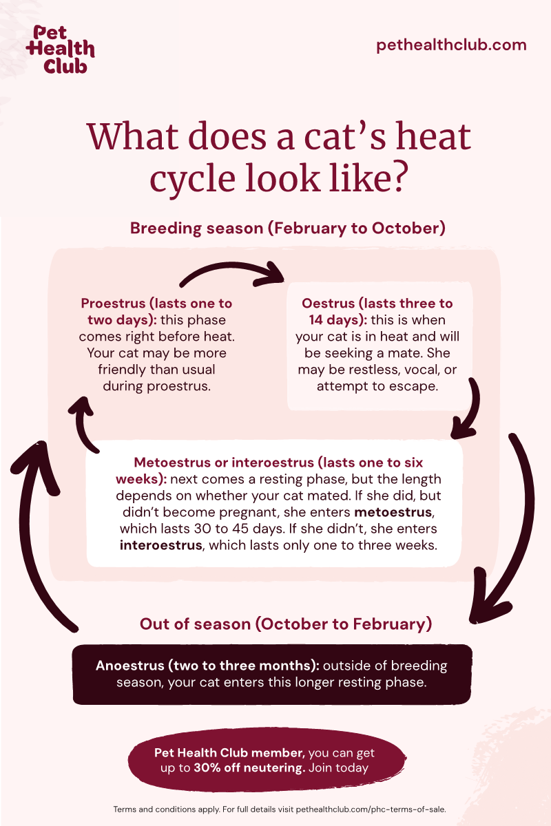 What is the Time Frame of Cat Breeding Season: Key Facts Revealed